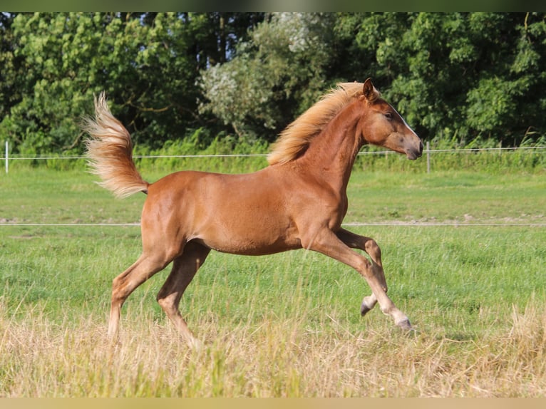 PRE Mare Foal (01/2024) 16,1 hh Chestnut-Red in Wremen