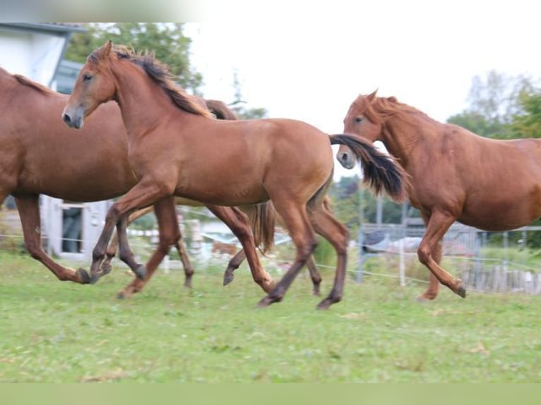 PRE Mare Foal (03/2024) 16,2 hh Brown in Bibertal