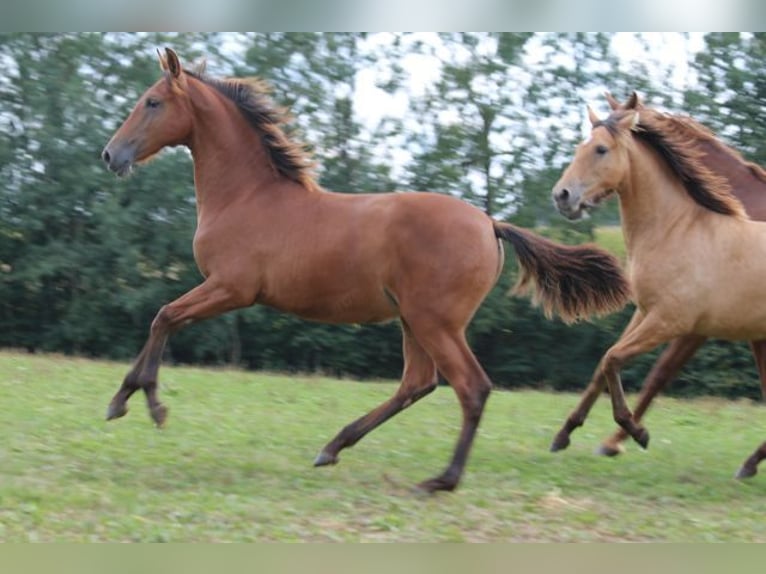 PRE Mare Foal (03/2024) 16,2 hh Brown in Bibertal