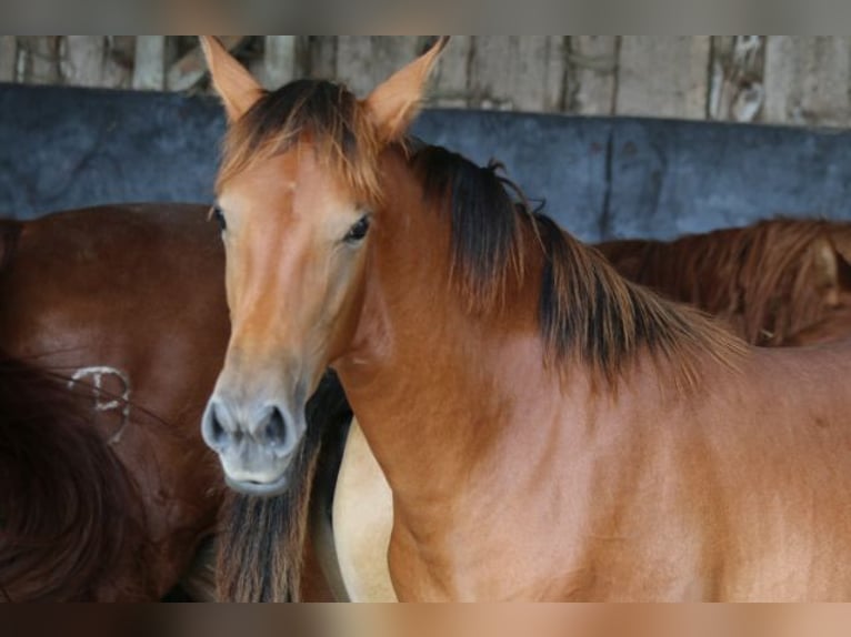 PRE Mare Foal (03/2024) 16,2 hh Brown in Bibertal