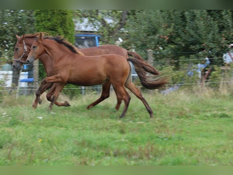 PRE Mare Foal (03/2024) 16,2 hh Brown in Bibertal