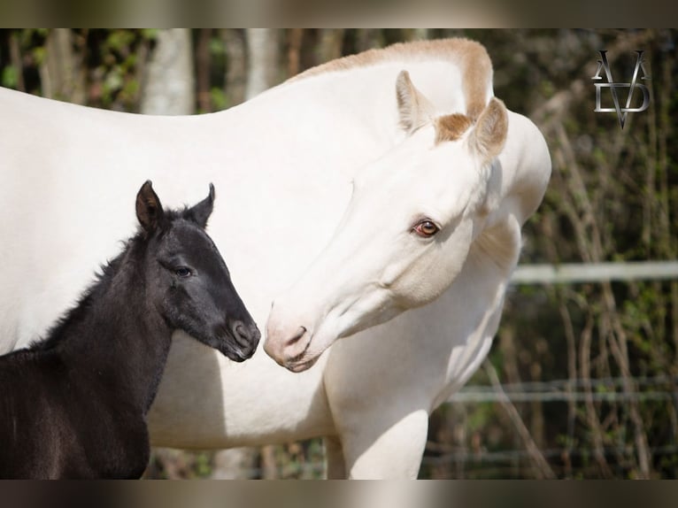 PRE Mare Foal (03/2026) 16 hh Black in LA VESPIÈRE