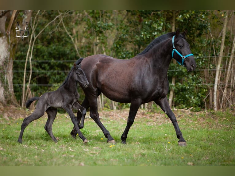 PRE Mix Mare Foal (03/2026) 16 hh Black in LA VESPIÈRE