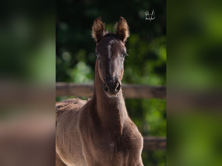 PRE Mix Mare Foal (03/2026) 16 hh Black in LA VESPIÈRE