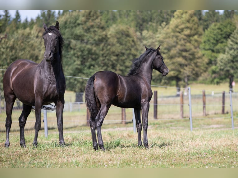 PRE Mare Foal (04/2024) 16 hh Black in Nová Bystřice