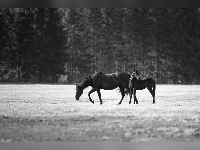 PRE Mare Foal (04/2024) 16 hh Black in Nová Bystřice