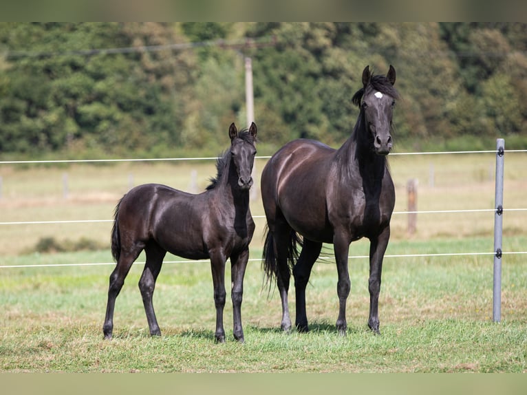 PRE Mare Foal (04/2024) 16 hh Black in Nová Bystřice