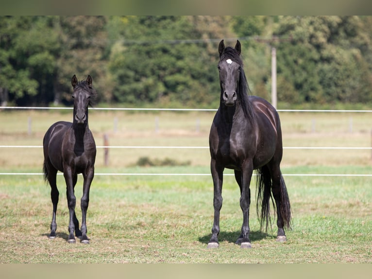 PRE Mare Foal (04/2024) 16 hh Black in Nová Bystřice