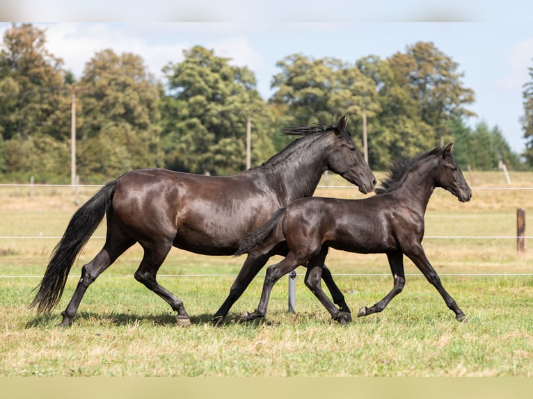 PRE Mare Foal (04/2024) 16 hh Black in Nová Bystřice