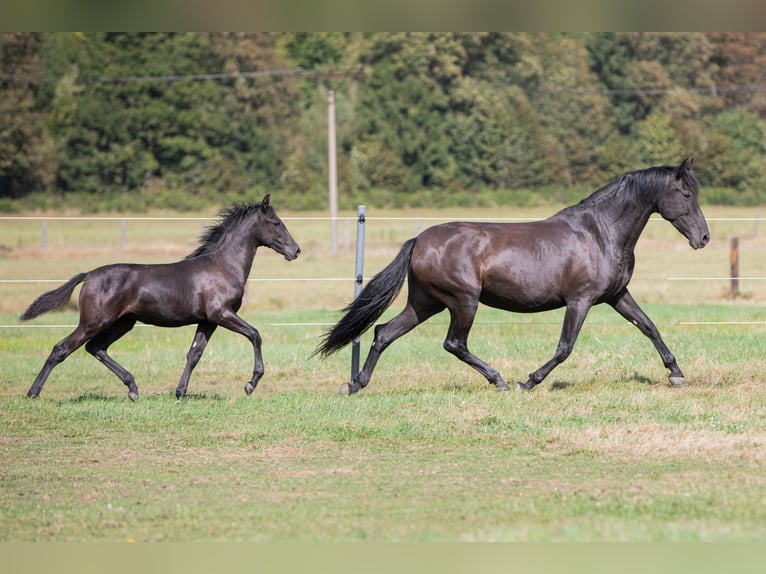 PRE Mare Foal (04/2024) 16 hh Black in Nová Bystřice