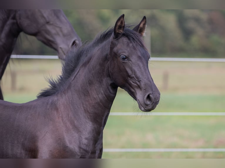 PRE Mare Foal (04/2024) 16 hh Black in Nová Bystřice