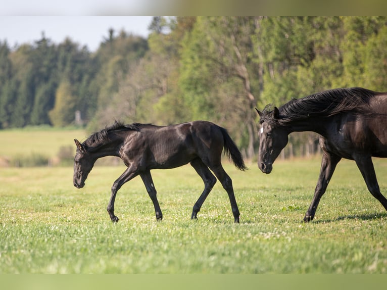 PRE Mare Foal (04/2024) 16 hh Black in Nová Bystřice