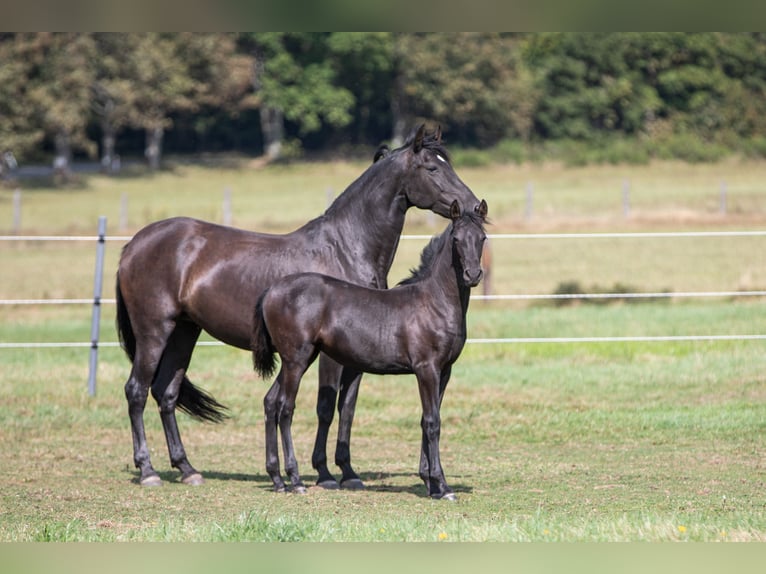 PRE Mare Foal (04/2024) 16 hh Black in Nová Bystřice