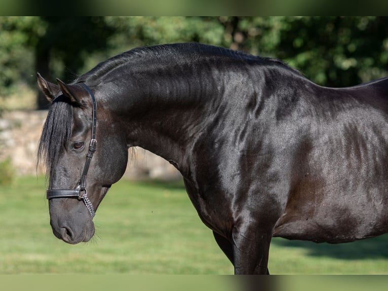 PRE Mare Foal (04/2024) 16 hh Black in Nová Bystřice