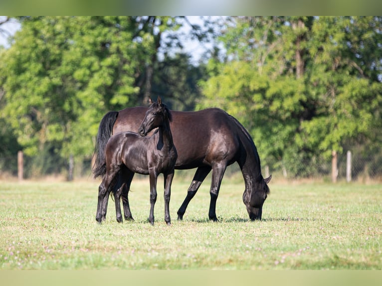 PRE Mare Foal (04/2024) 16 hh Black in Nová Bystřice