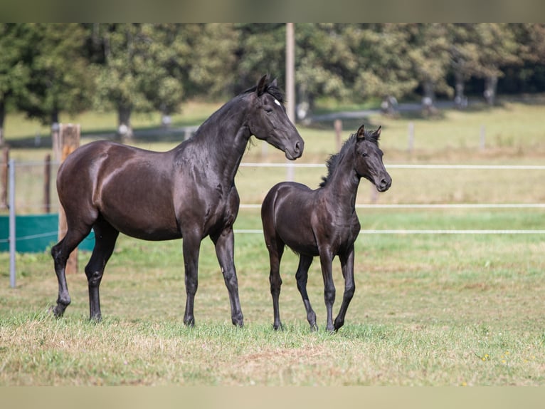 PRE Mare Foal (04/2024) 16 hh Black in Nová Bystřice