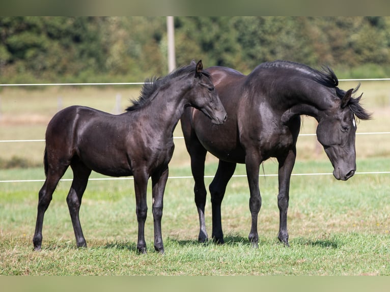 PRE Mare Foal (04/2024) 16 hh Black in Nová Bystřice