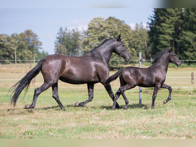 PRE Mare Foal (04/2024) 16 hh Black in Nová Bystřice