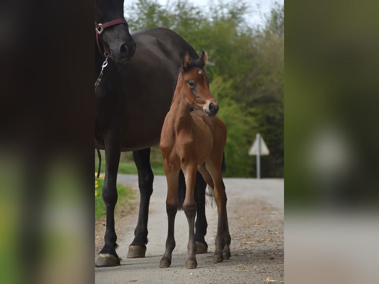 PRE Mare Foal (04/2026) 16 hh Brown in Dochamps