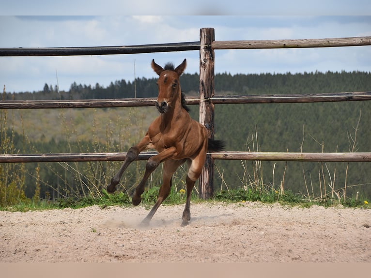 PRE Mare Foal (04/2026) 16 hh Brown in Dochamps