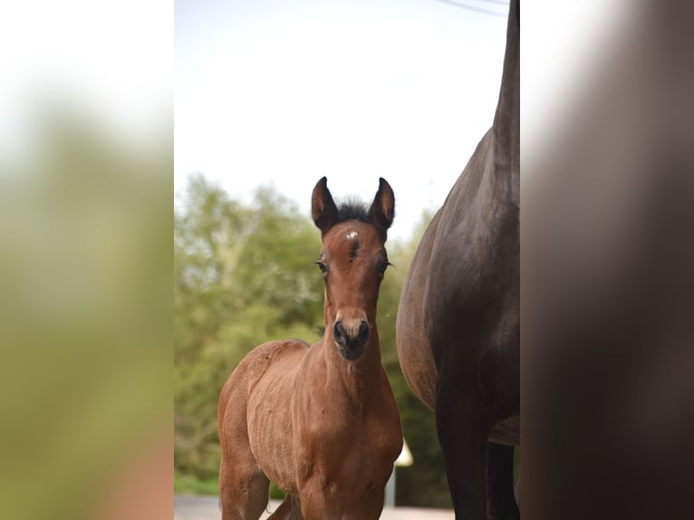 PRE Mare Foal (04/2026) 16 hh Brown in Dochamps