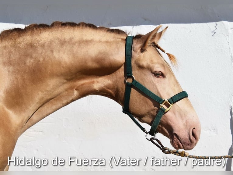 PRE Mare  16 hh Brown in Klagenfurt