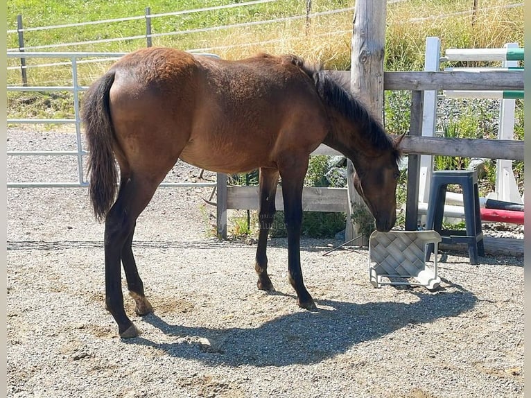 PRE Mare  16 hh Brown in Klagenfurt