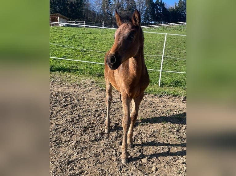 PRE Mare  16 hh Brown in Klagenfurt