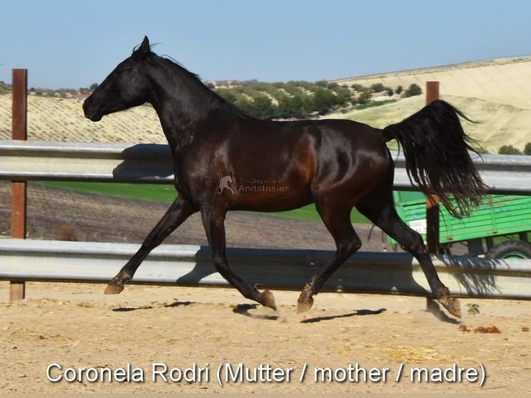 PRE Mare  16 hh Brown in Klagenfurt