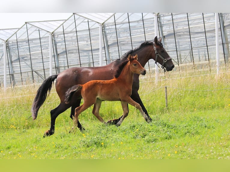 PRE Mare  16 hh Brown in Ranst