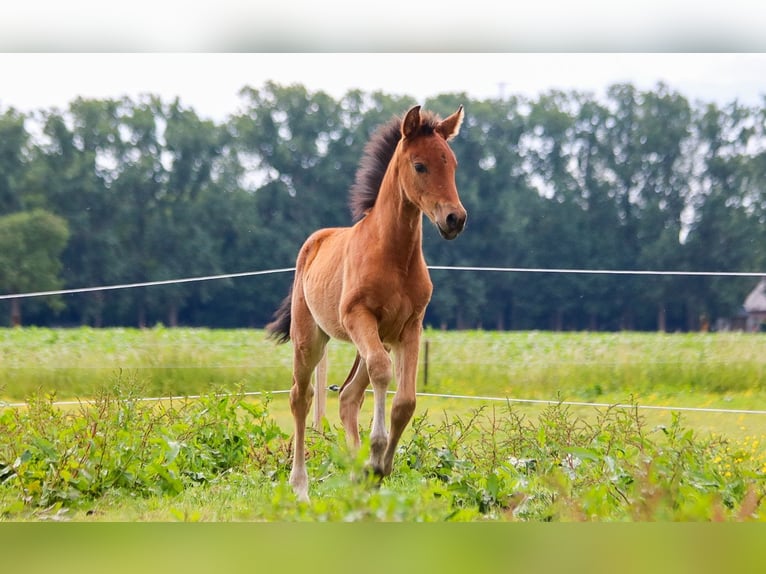 PRE Mare  16 hh Brown in Ranst