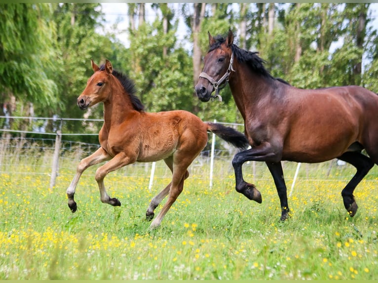 PRE Mare  16 hh Brown in Ranst