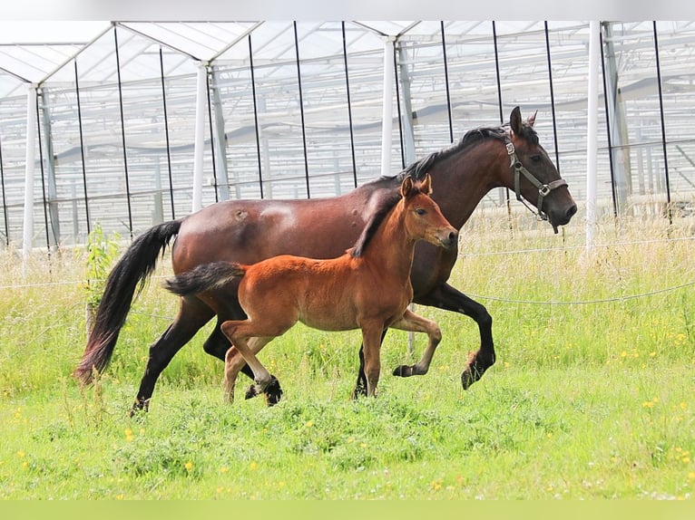 PRE Mare  16 hh Brown in Ranst