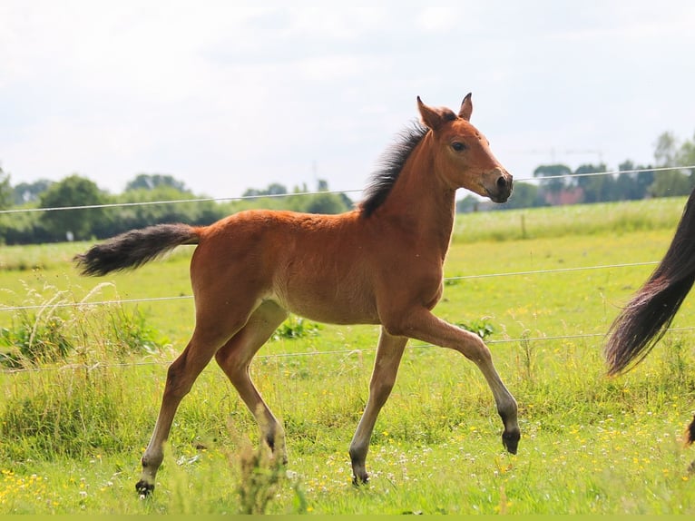 PRE Mare  16 hh Brown in Ranst
