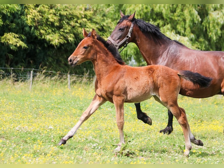 PRE Mare  16 hh Brown in Ranst