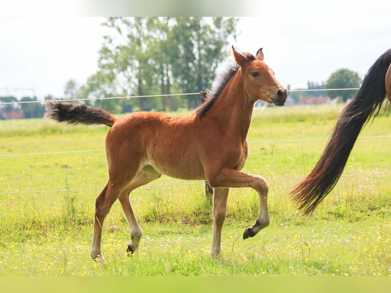 PRE Mare  16 hh Brown in Ranst