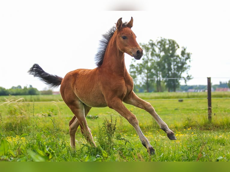 PRE Mare  16 hh Brown in Ranst
