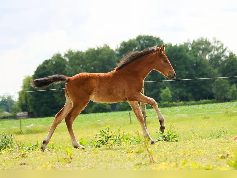 PRE Mare  16 hh Brown in Ranst