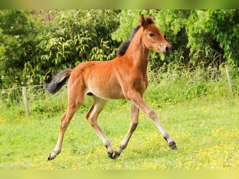 PRE Mare  16 hh Brown in Ranst