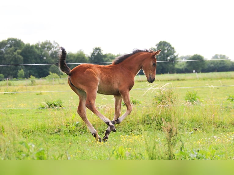 PRE Mare  16 hh Brown in Ranst