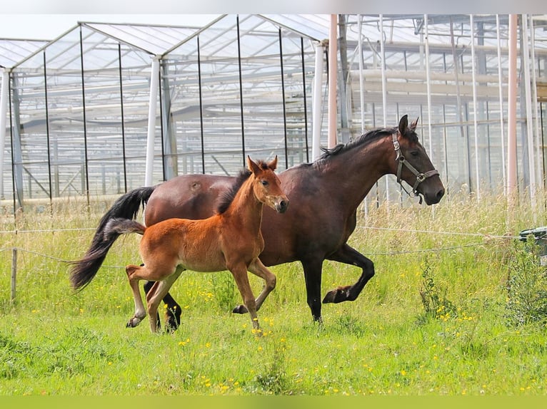 PRE Mare  16 hh Brown in Ranst
