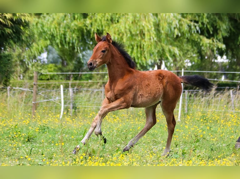 PRE Mare  16 hh Brown in Ranst