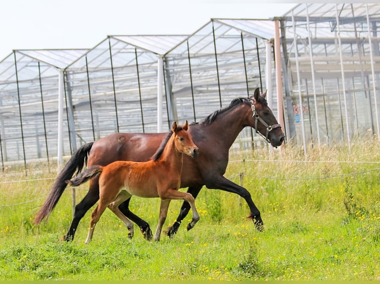 PRE Mare  16 hh Brown in Ranst