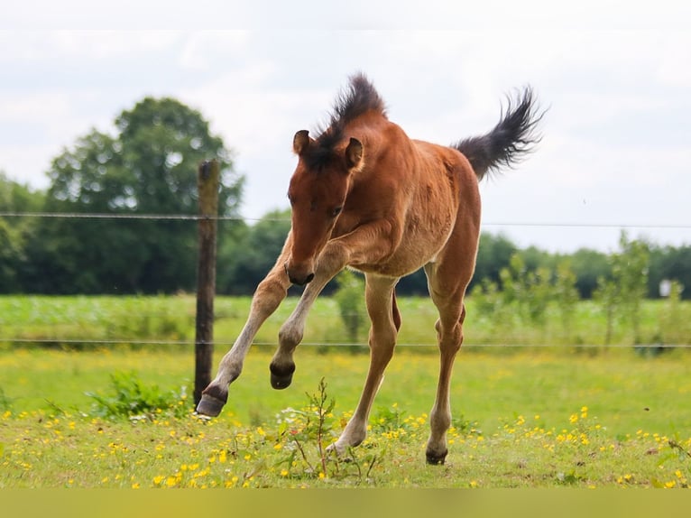 PRE Mare  16 hh Brown in Ranst