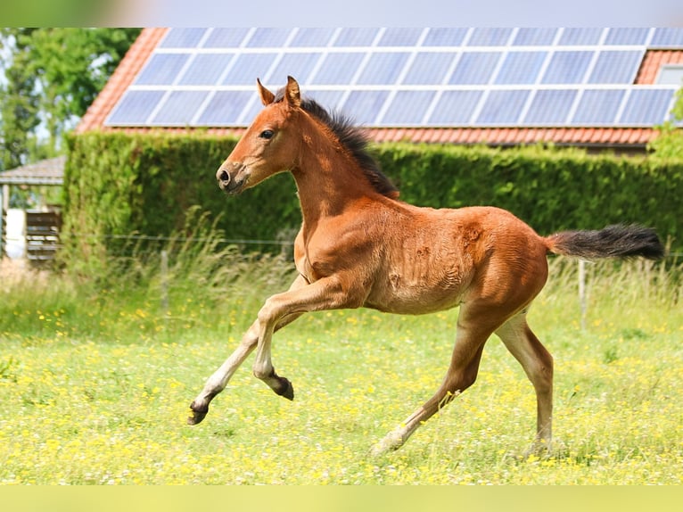 PRE Mare  16 hh Brown in Ranst