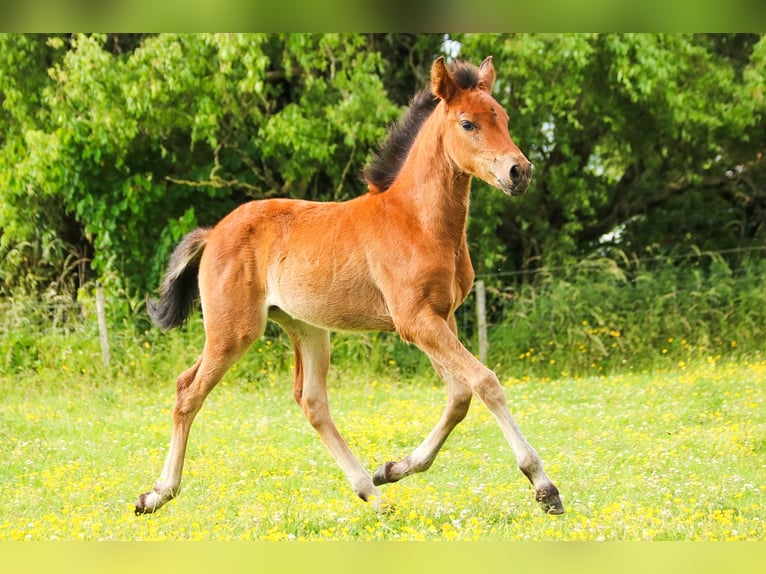PRE Mare  16 hh Brown in Ranst