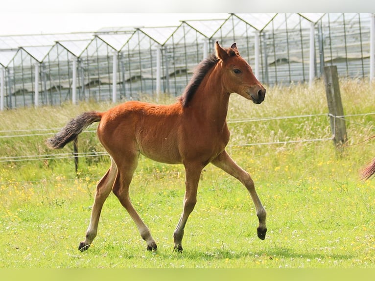 PRE Mare  16 hh Brown in Ranst
