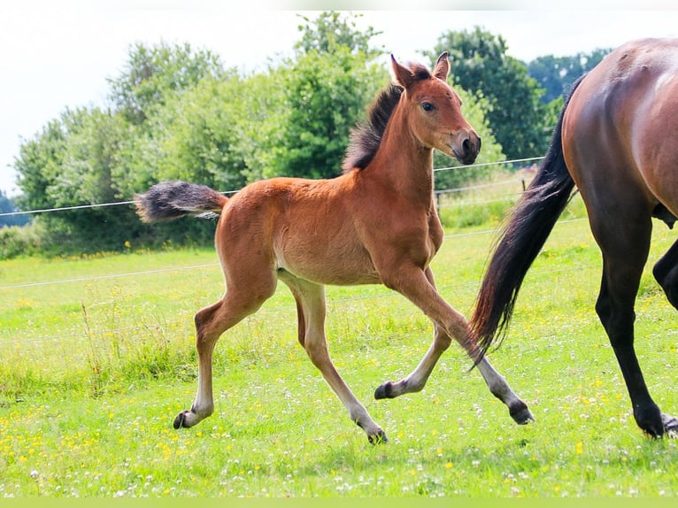 PRE Mare  16 hh Brown in Ranst