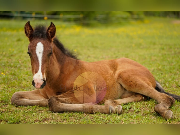PRE Mare Foal (04/2026) 16 hh Brown in Aldingen