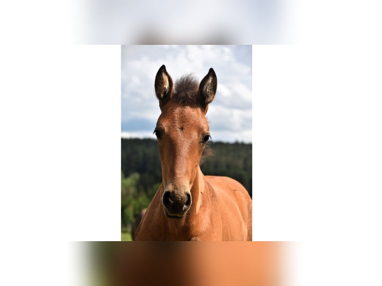 PRE Mare Foal (05/2024) 16 hh Buckskin in Dochamps